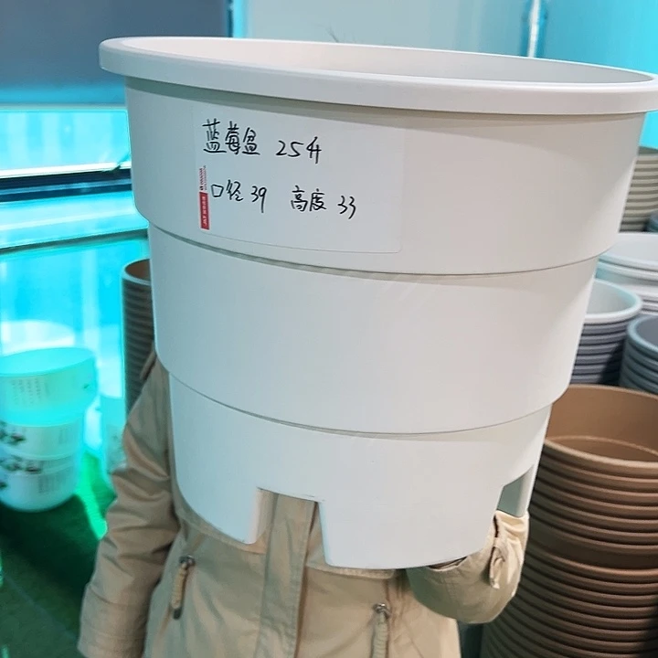 正品蓝莓盆口39高33白色无托3只
