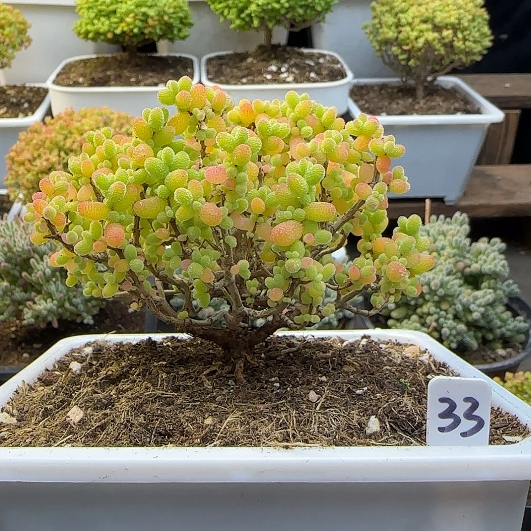 金桔糖球一物一拍