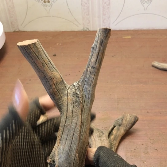 大果紫檀（缅甸花梨）释**?