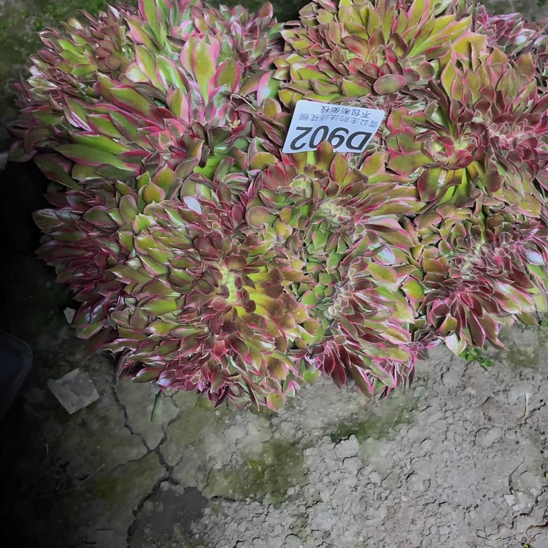 法师法师15–29包邮法师