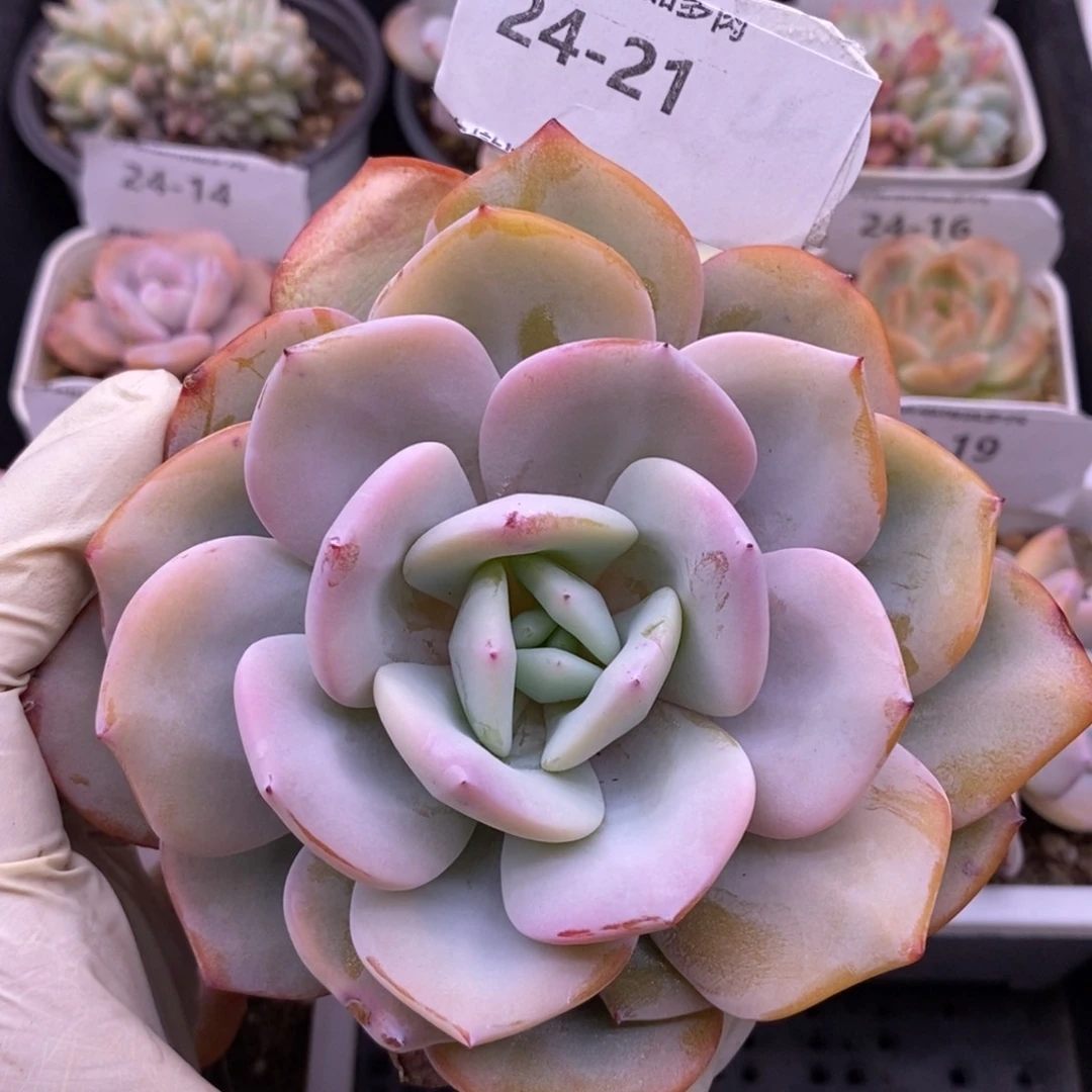 【闪购商品】24-21