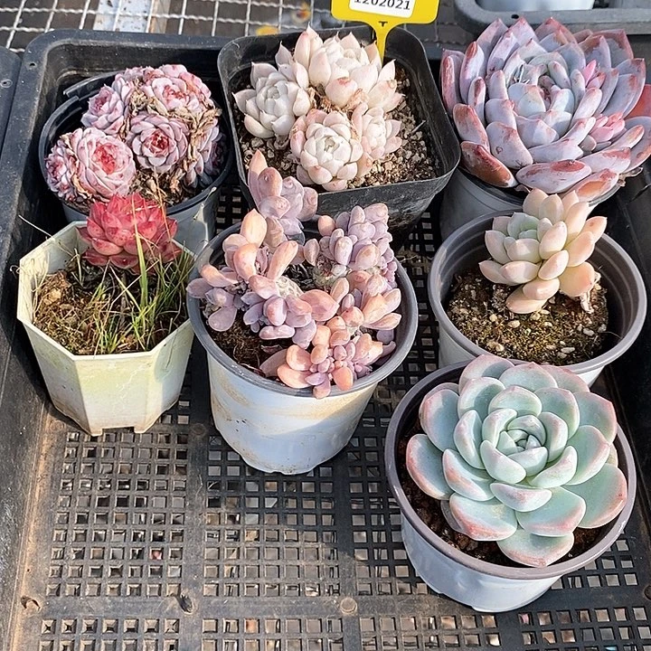 1202021 筐拍不售后