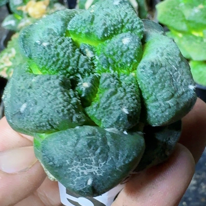 无花朵大尤连山566