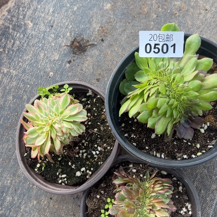 多肉植物501种植物