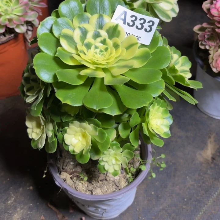 瑞妈，，。。。。333辛尼亚，