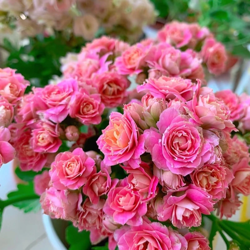 昊景 戴安娜(大鹏）大盆130