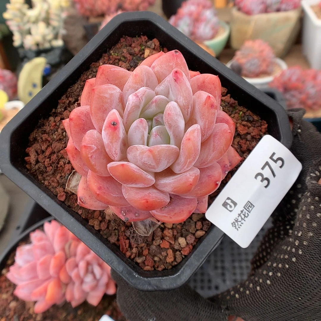 375雪天使多肉植物