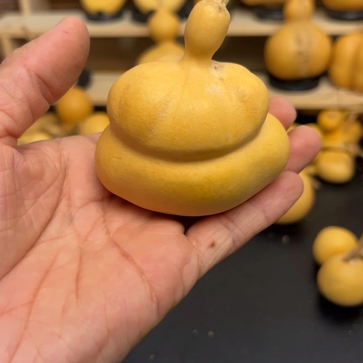 小**饱1588988999899