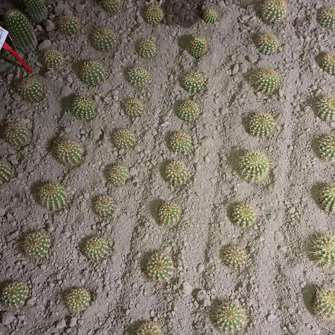 小***╲大满贯根6公分。飞碟根6公分