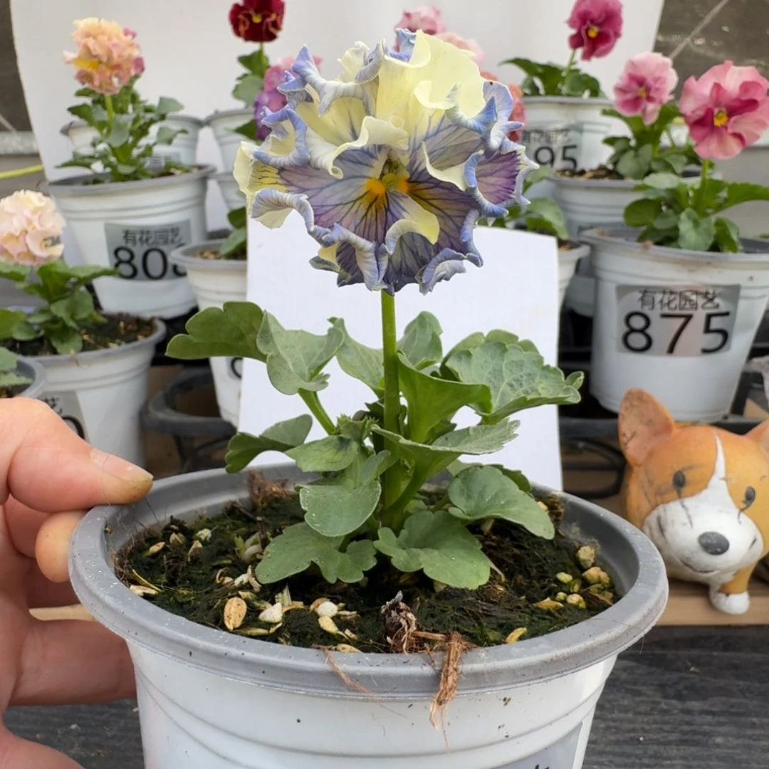 无花朵871号角堇