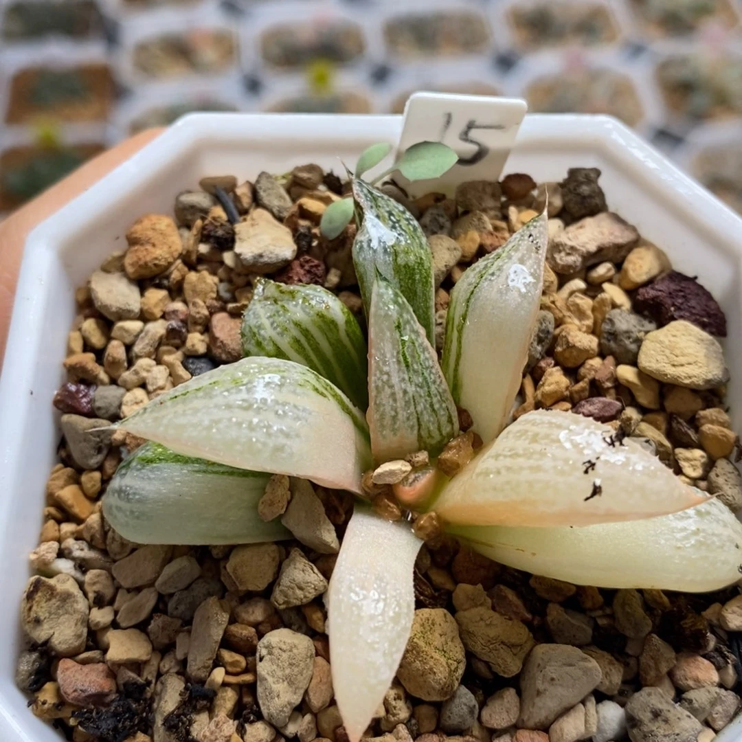 15青蟹锦十二卷多肉植物