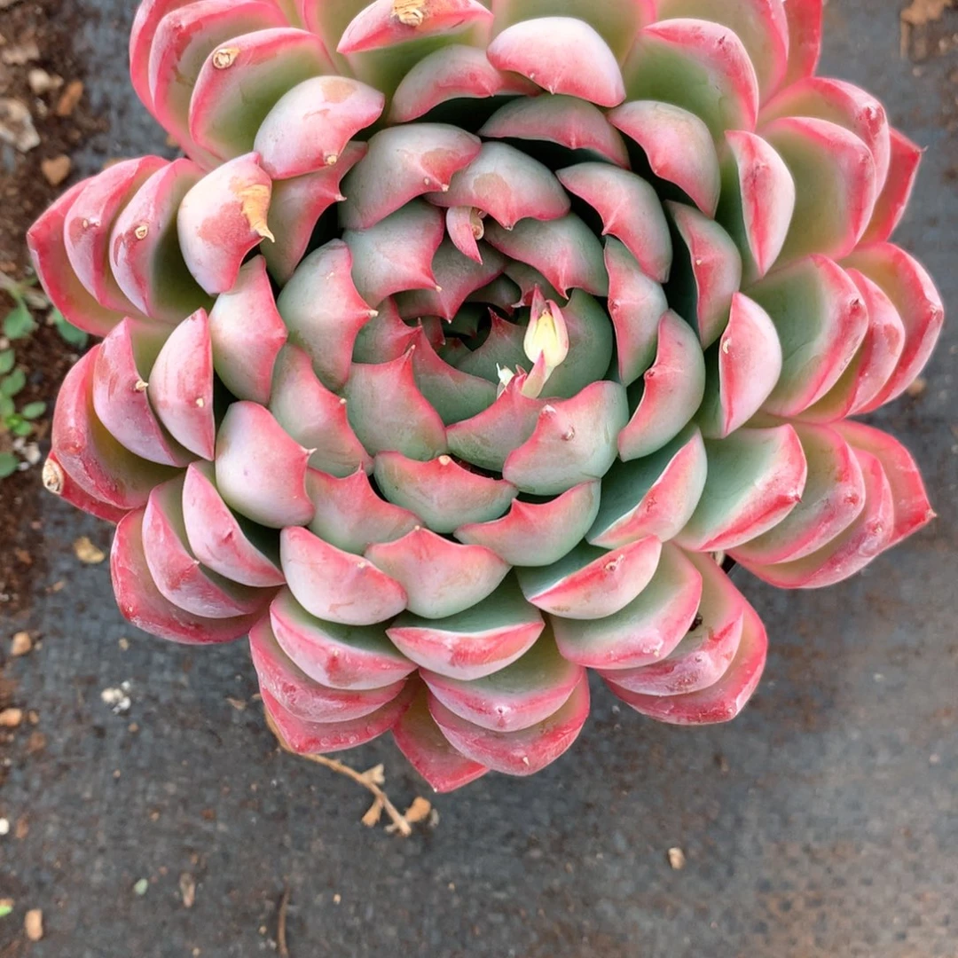 张*然5891有叶伤瑕疵不售后特价