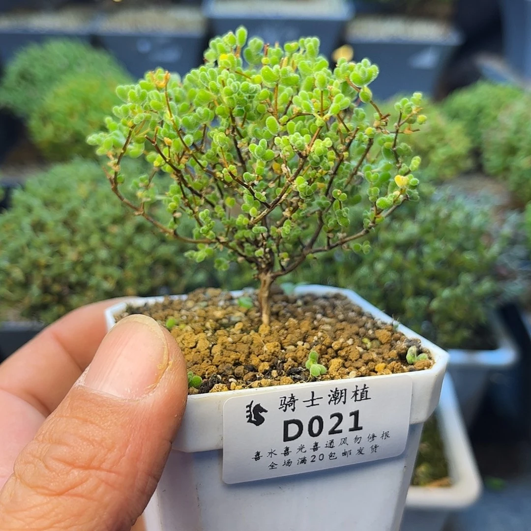 一***咩021莱斯枝干番杏多肉