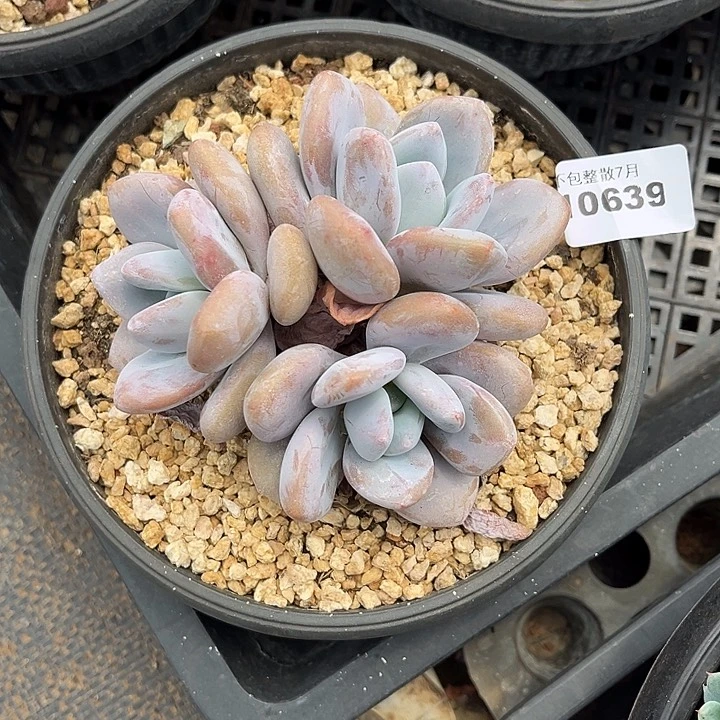 阿雅园艺。      10639粉兔