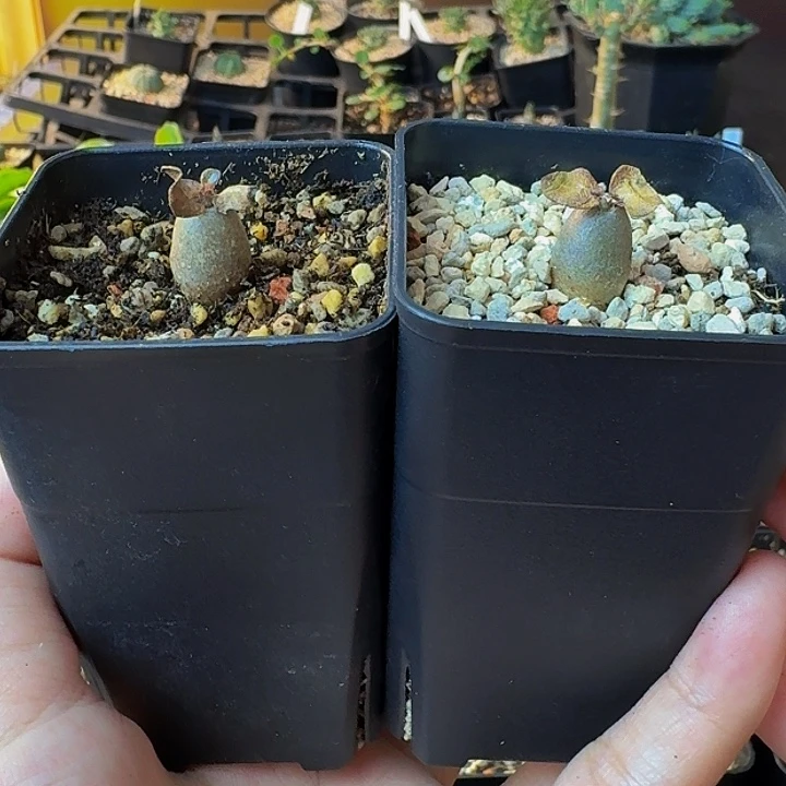 小***征索科特拉沙漠玫瑰