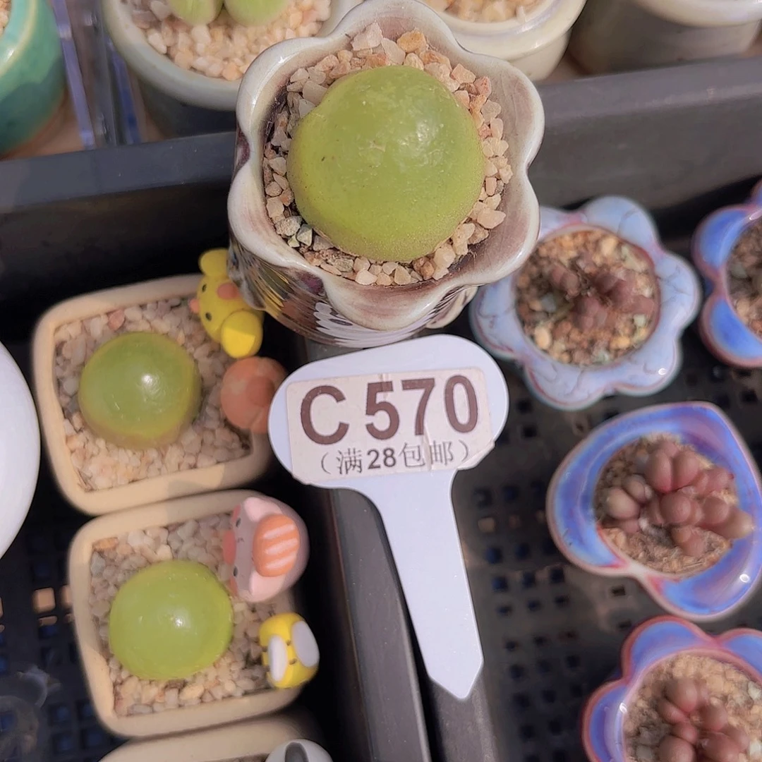 C570灯泡一物一拍