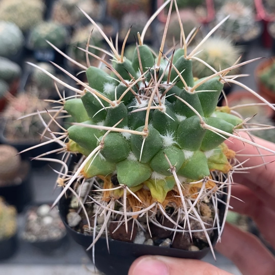 白龙丸植播园艺优选