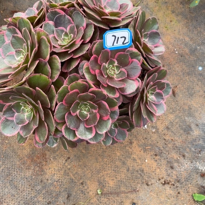 712,粉花妖绣球法师