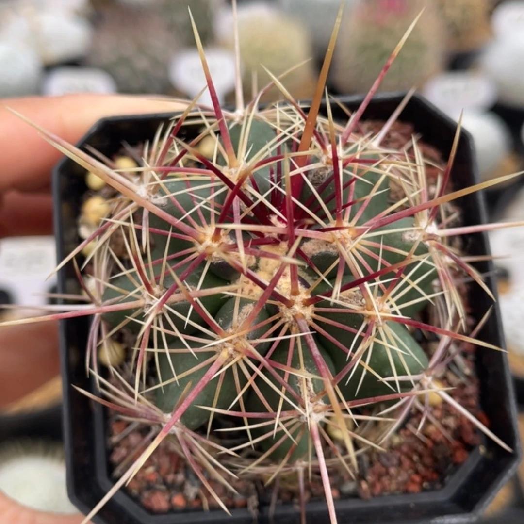 ****五彩大统领       实生根