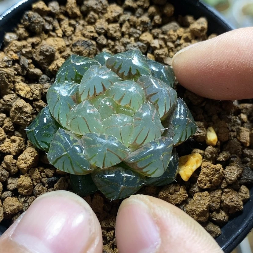 【闪购商品】我****福154实生