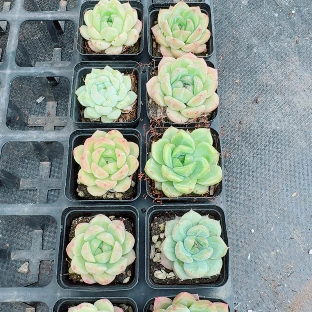 绿体珍妮十棵量拍（未上色）4-59