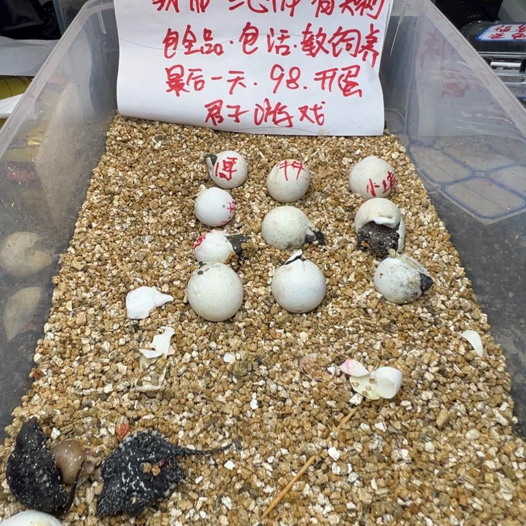母小鳄龟北****殿不退不换