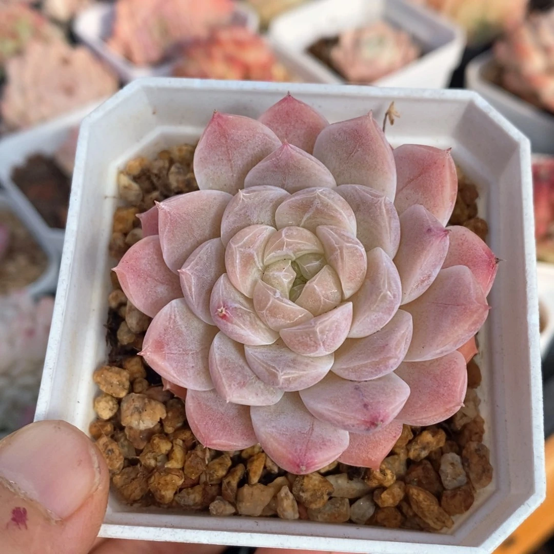 精品多肉一物一拍不包整118