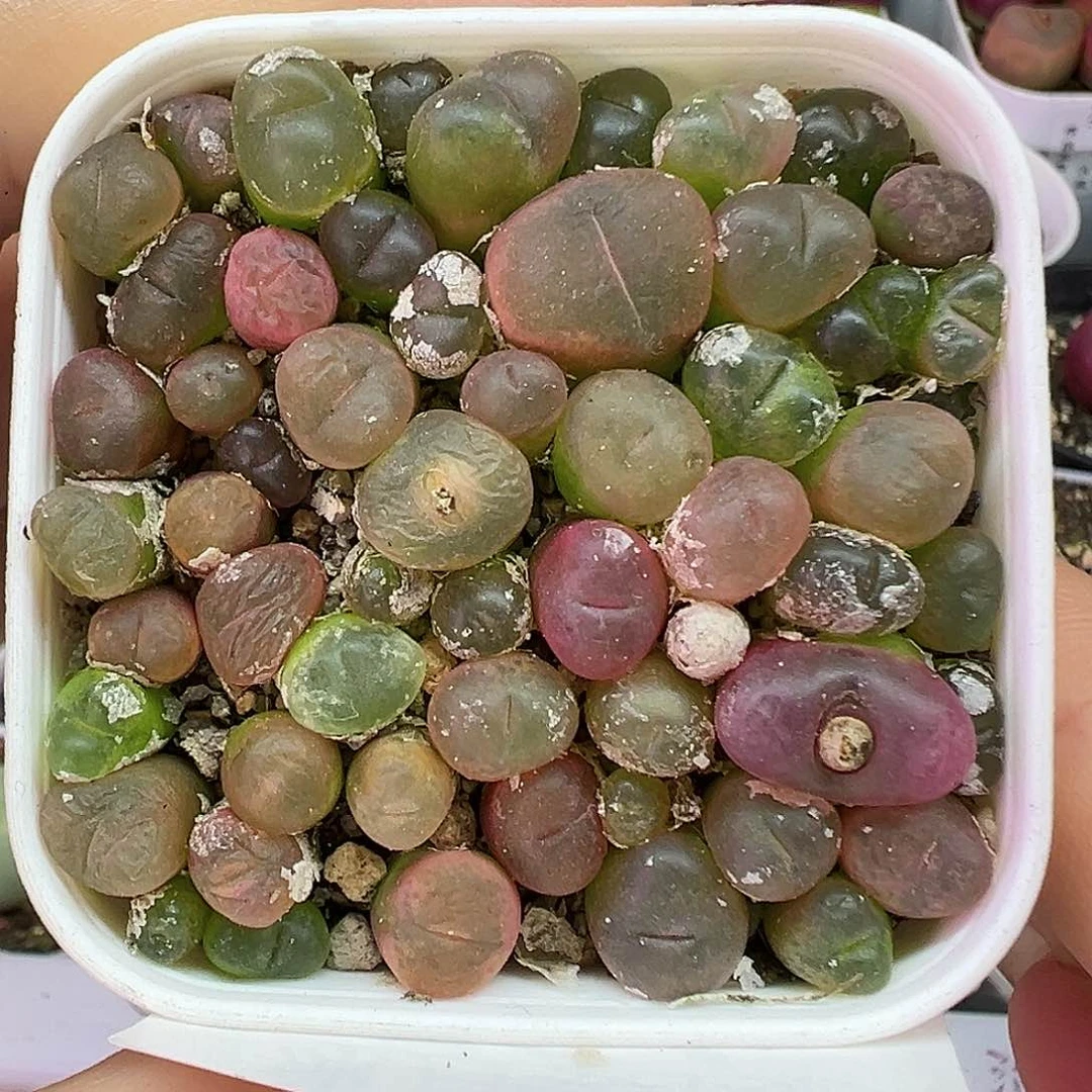 724超毛带盆土发货