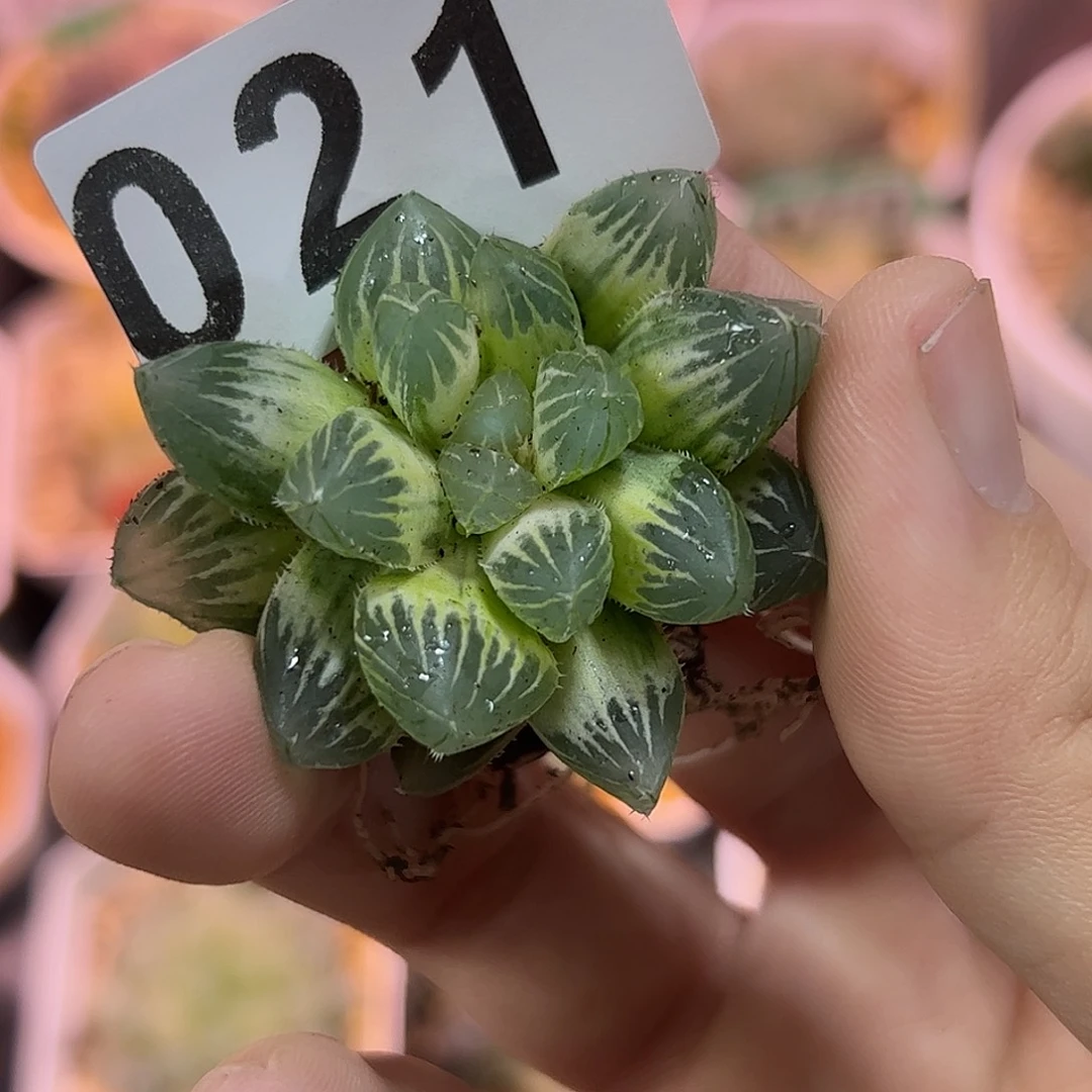 糊斑霓虹灯锦十二卷多肉