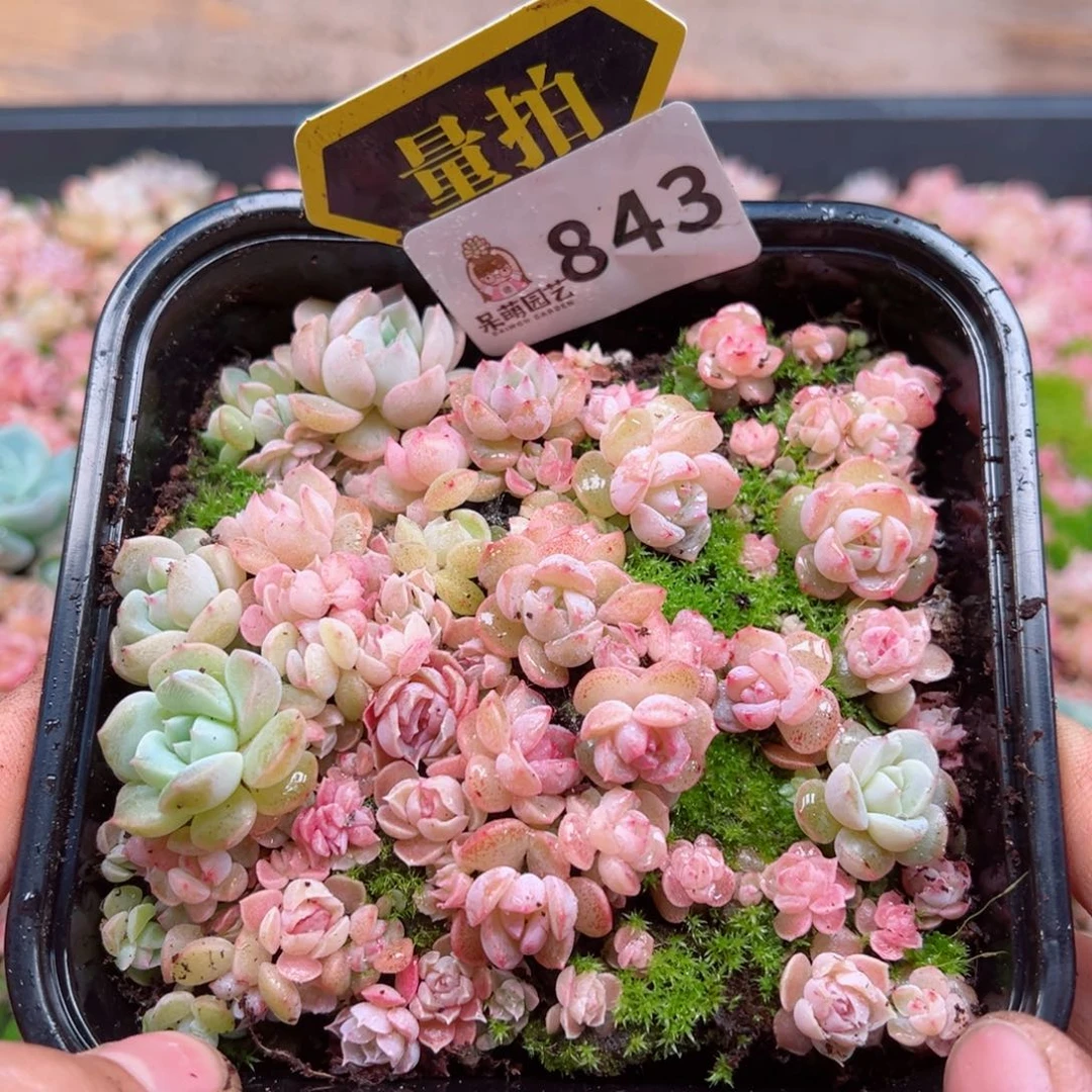 多肉植物多肉植物