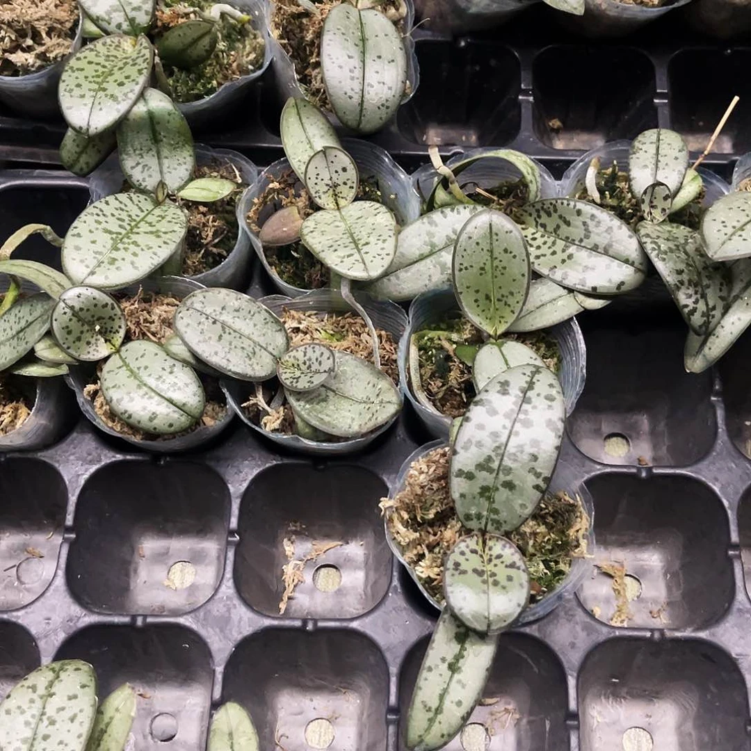 当前无花栽培后可以开花小西1.7
