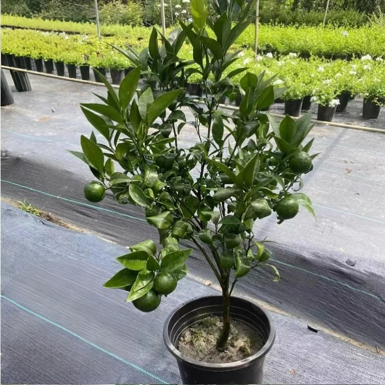 高端盆栽高端绿植花卉绿植盆栽花卉LL
