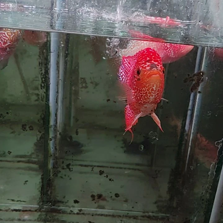 罗汉鱼222222222222