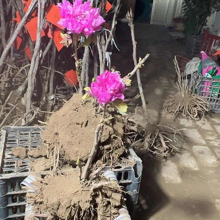 祝***福完全开放紫罗兰带花苞