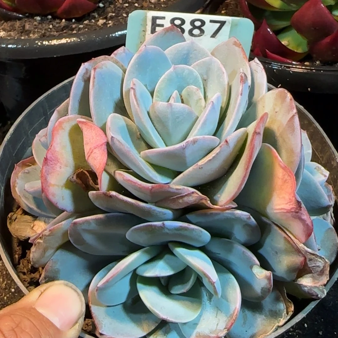 布鲁兰一物一拍包装收缩花旱887