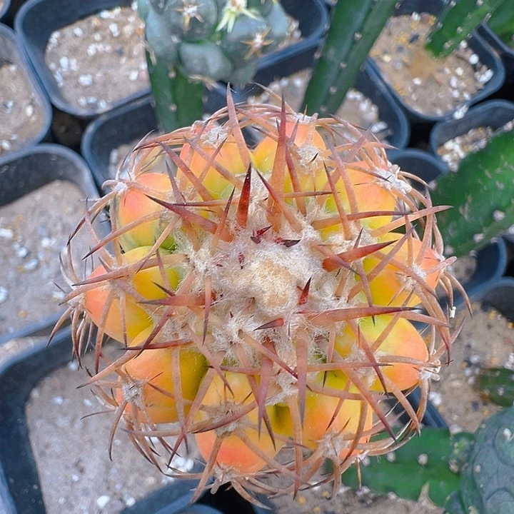 圆盘玉锦。 苗接。