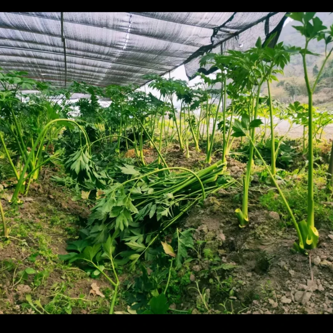 咸草干叶子自然晾晒生长干货可泡茶长寿菜养生蔬菜露天种植