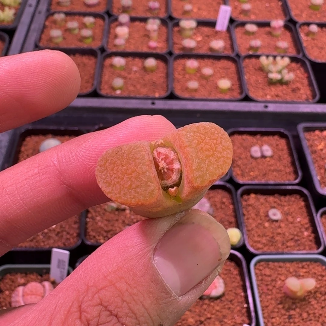 ?云缦精品番杏23.6