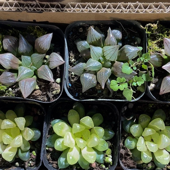 西瓜兽9.9带盆土发