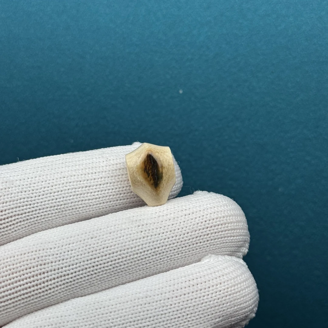 D72-35天然猛犸牙 黄金瞳鲨鱼背三通10.9×15mm支持复检假一罚十