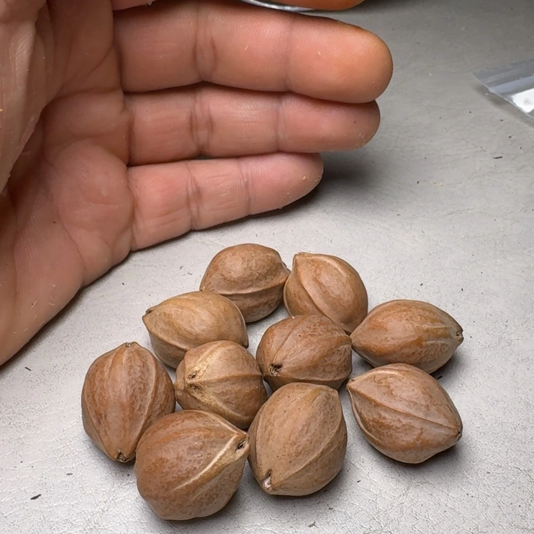 睡***困手串橄榄核橄榄核