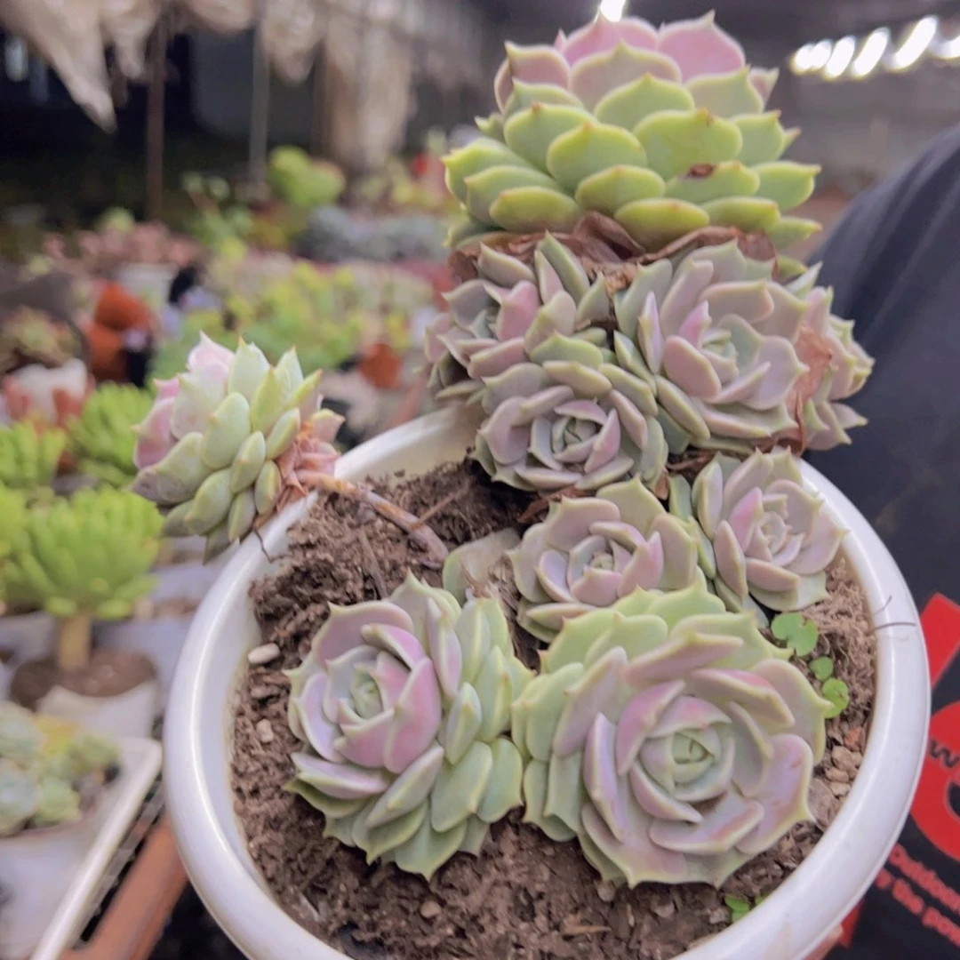 露娜莲四头起发，160杯