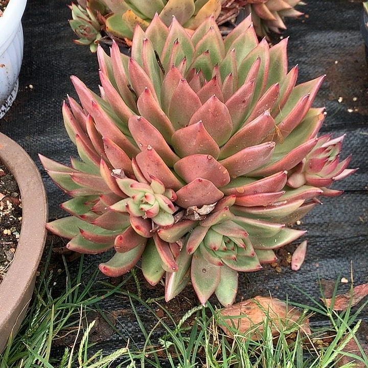 美肉特价活动开始啦