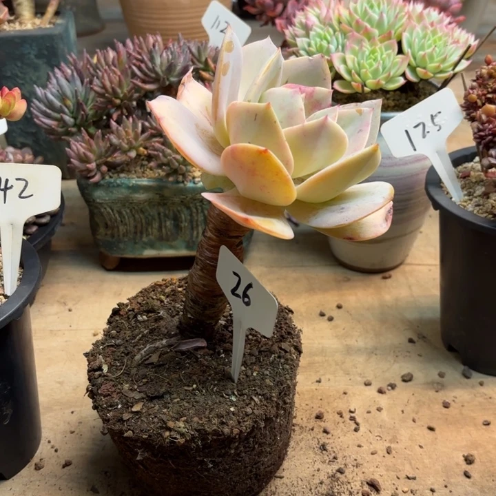 多肉植物，白凤26号