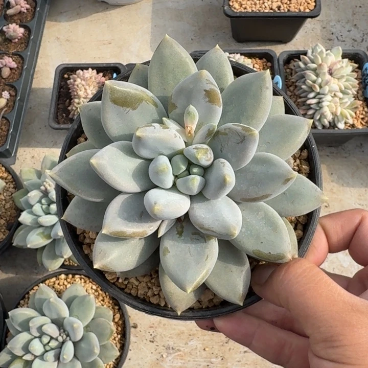 黄胖体 哥特 单头 一物一拍