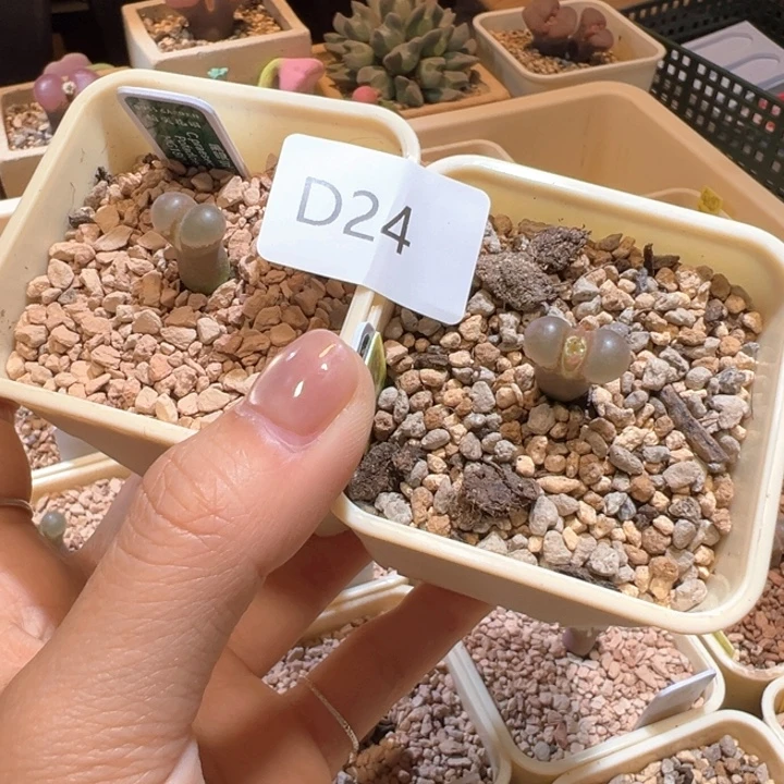 宸***妹24。 1802.1。玻璃珠豆豆。