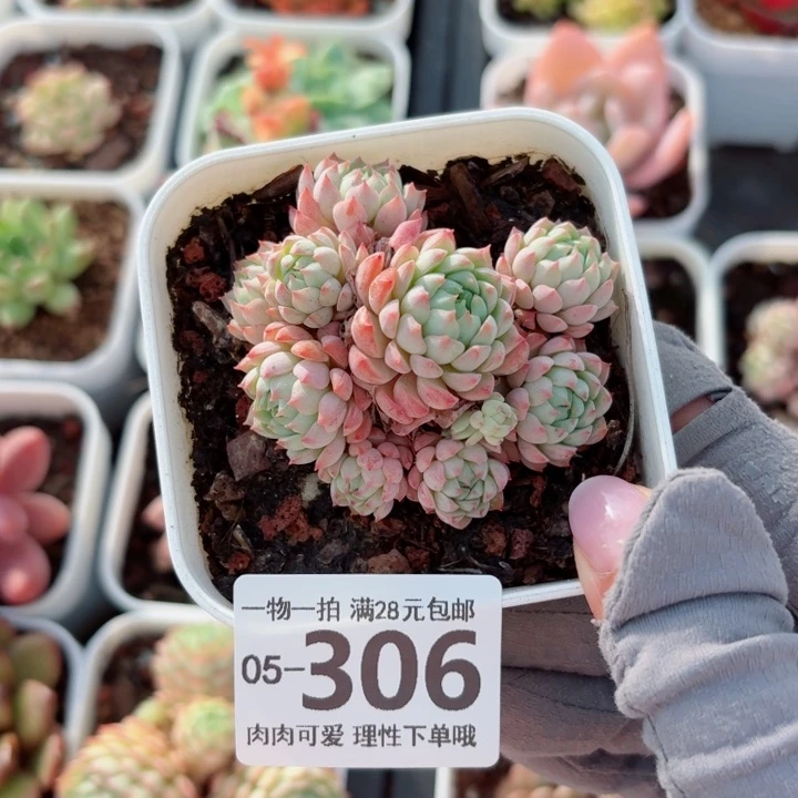 小粉梅无盆土发货