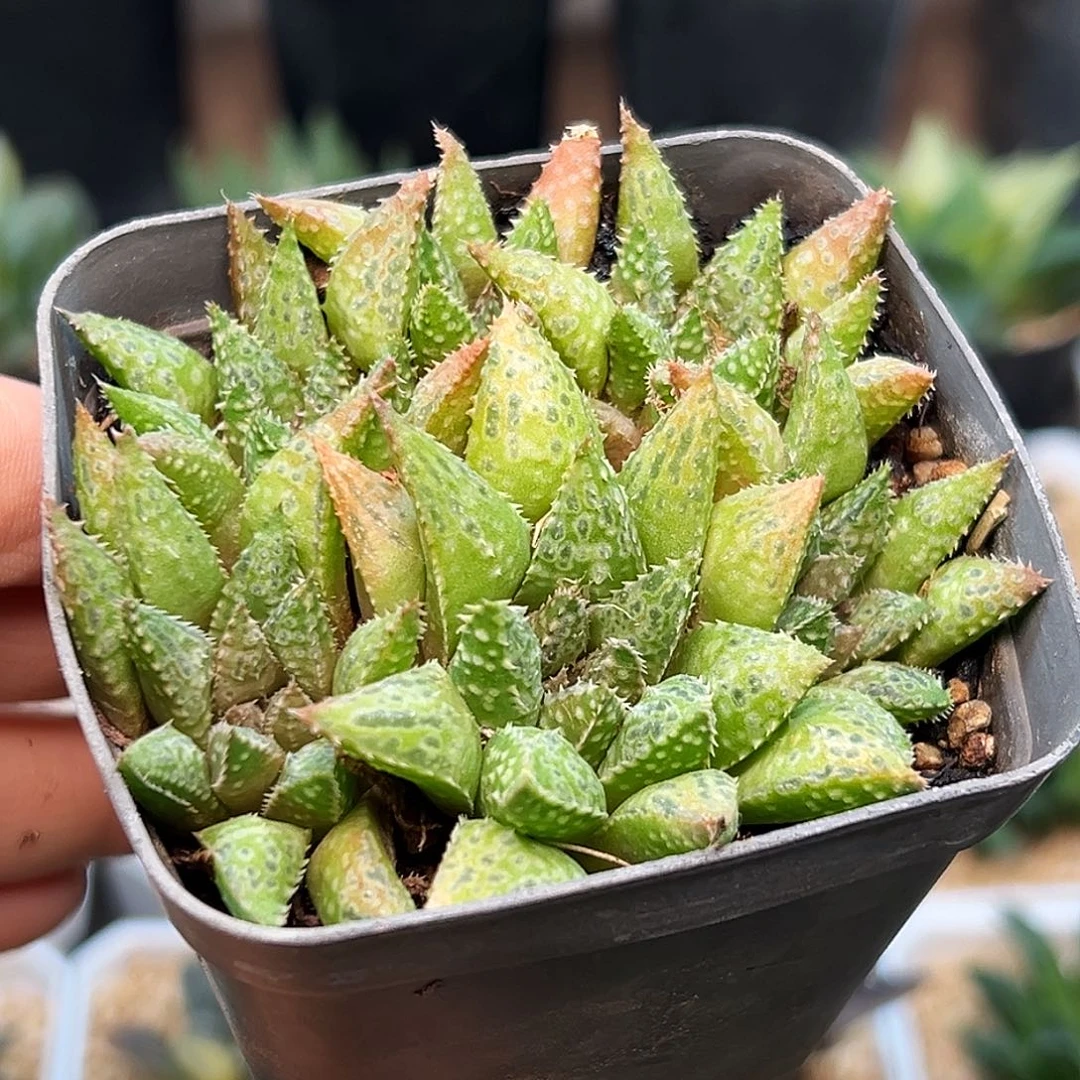 星王子杂交母本群一颗