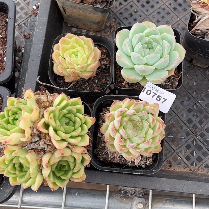 阿雅园艺。        757麦秆