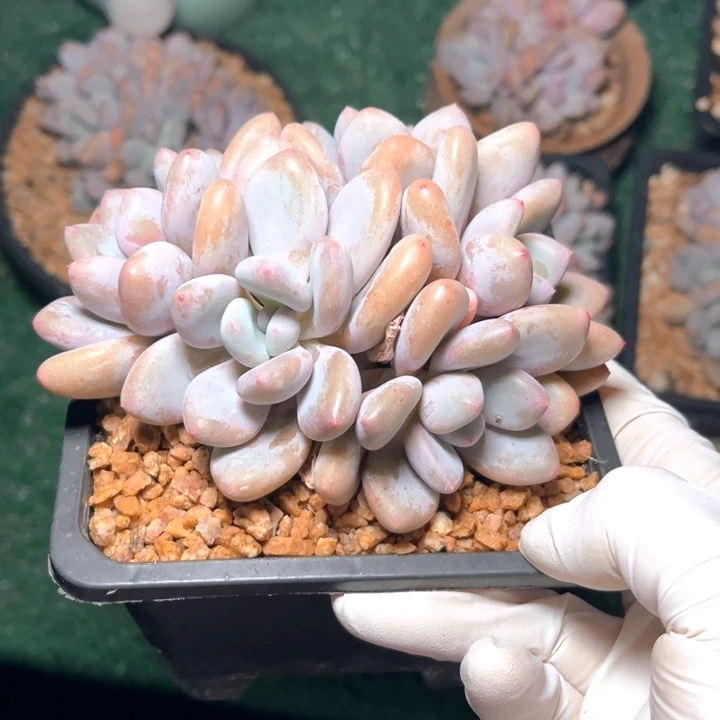 三明治13号码牌子的话